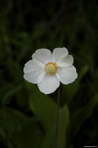 Мария Райнер, фотографии, цветы, май